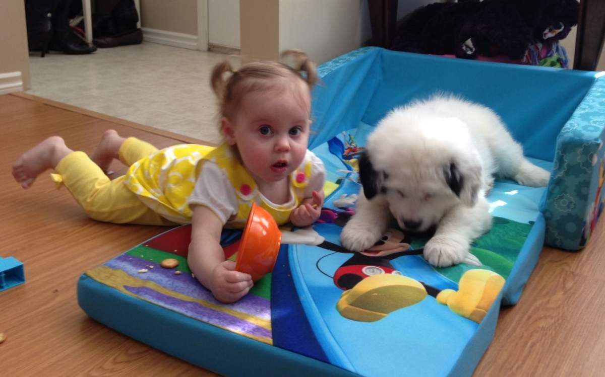 Alberta toddler gets a potentially life-saving best friend - image