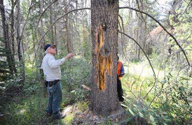 Parks Canada biologist Dave Smith stands by a century-old lodgepole pine in Jasper that was killed by mountain pine beetles.