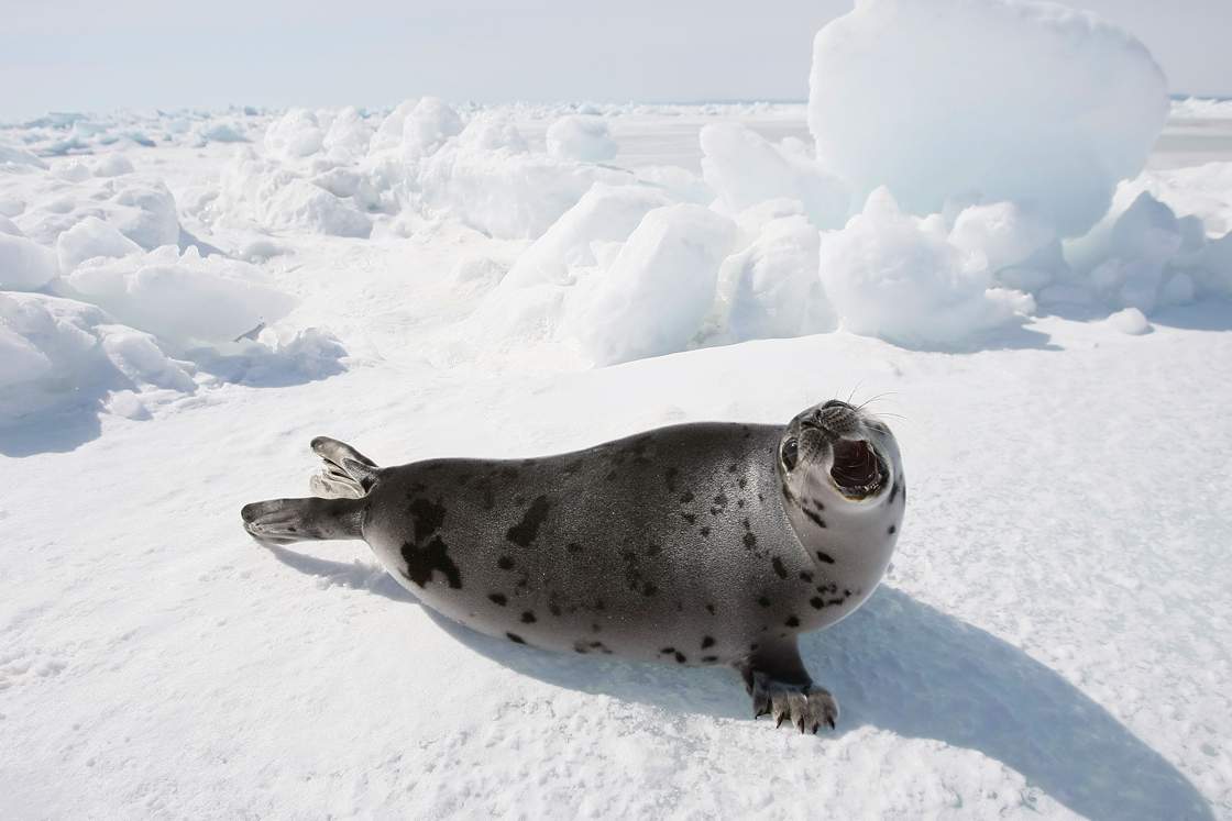 Seal hunt