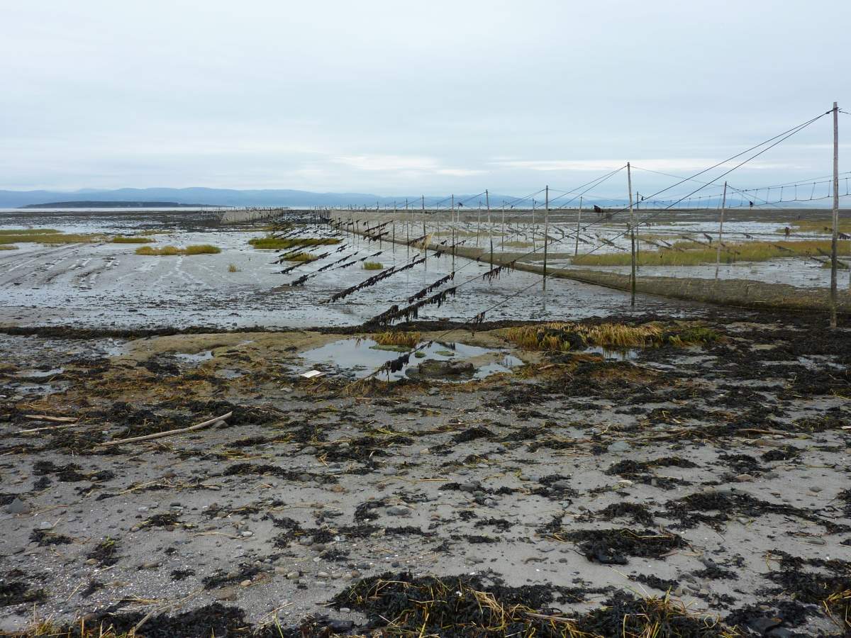 St. Lawrence industry kelp