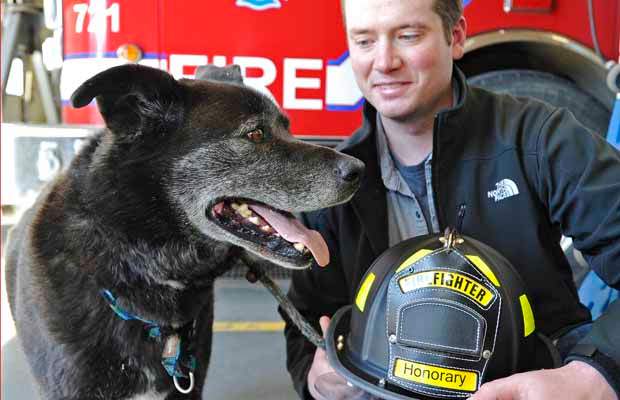 EDMONTON, APRIL 1, 2013 -- Adam Shaw and his dog Rocky, an 8 year old husky lab cross, both rescued two young girls from the icy waters of the North Saskatchewan River Sunday, were presented with an honorary firefighters helmet and a big bone at fire hall #1 by Fire Chief Ken Block in Edmonton, April 1, 2013.