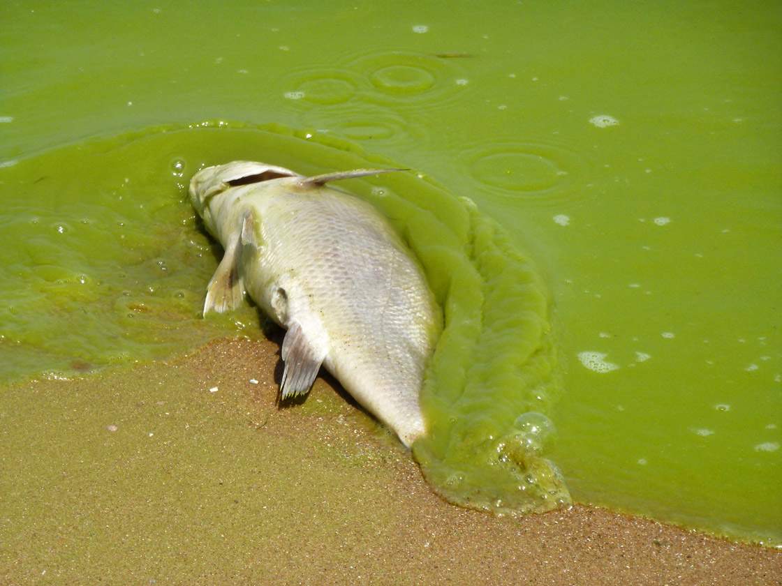 Lake Erie algae bloom of 2011
