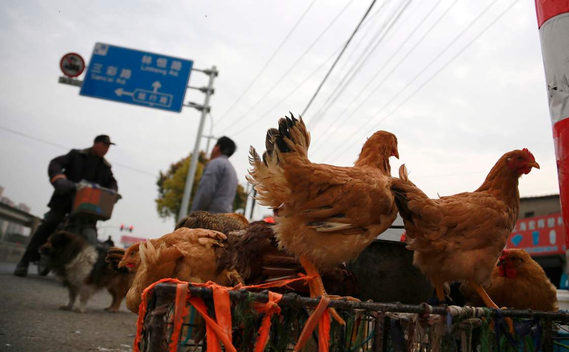 China Bird Flu