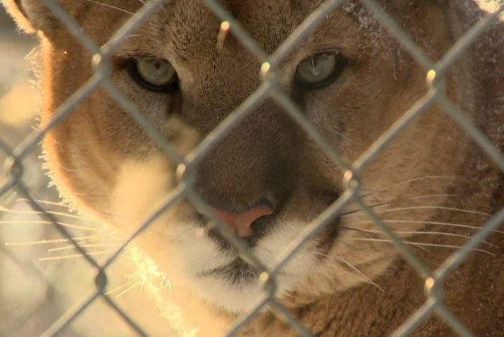 A cougar at Saskatoon's Forestry Farm Park & Zoo.