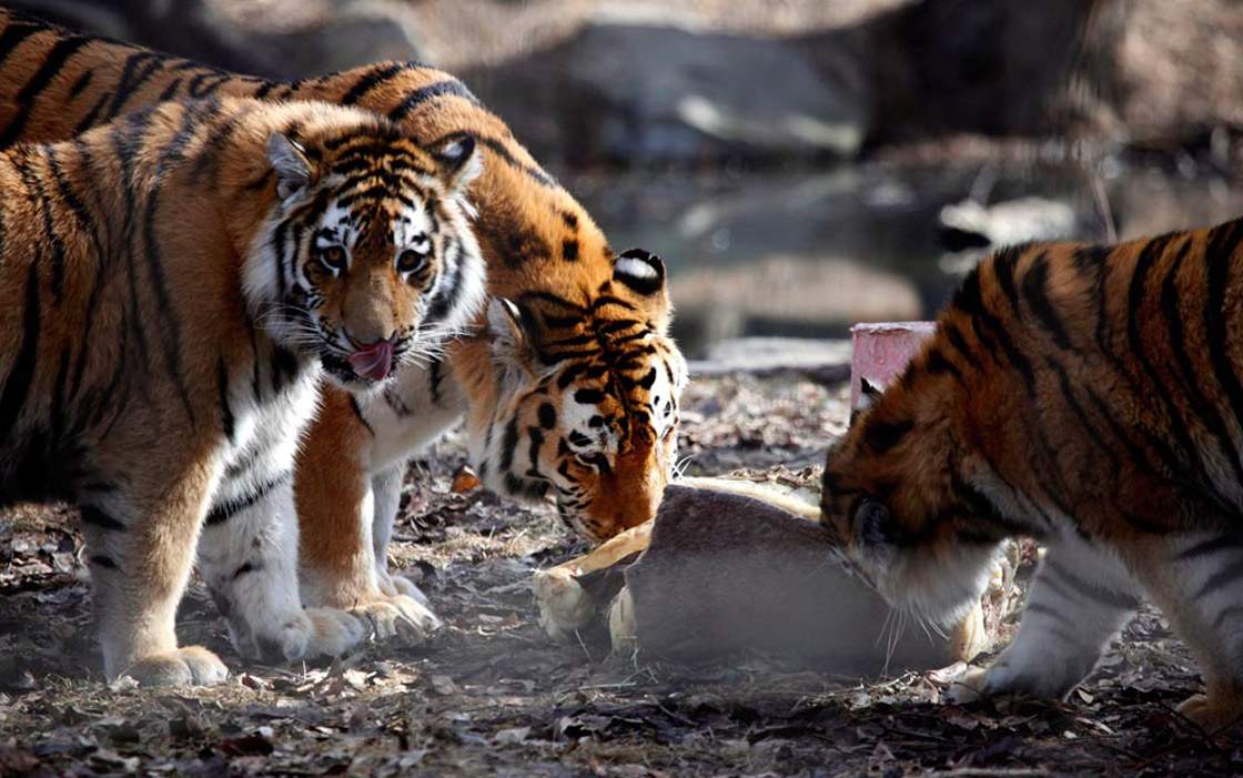 tigers