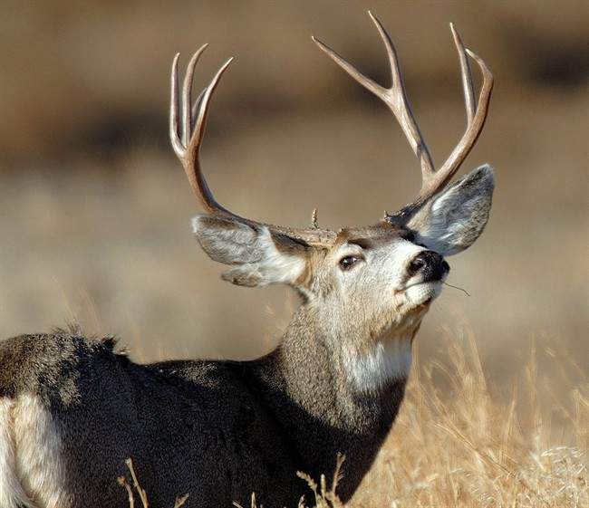 FILE - On Friday, part of the restoration continues when about 20 band members along with Parks Canada staff will fan out across the point and start to cull a herd of white-tailed deer that has been eating its way through the rare forest and savannah.