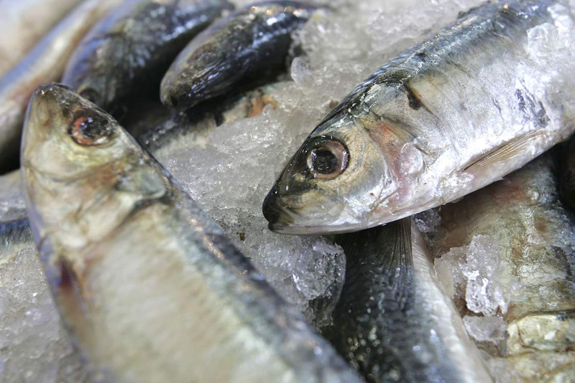 Fish market trade