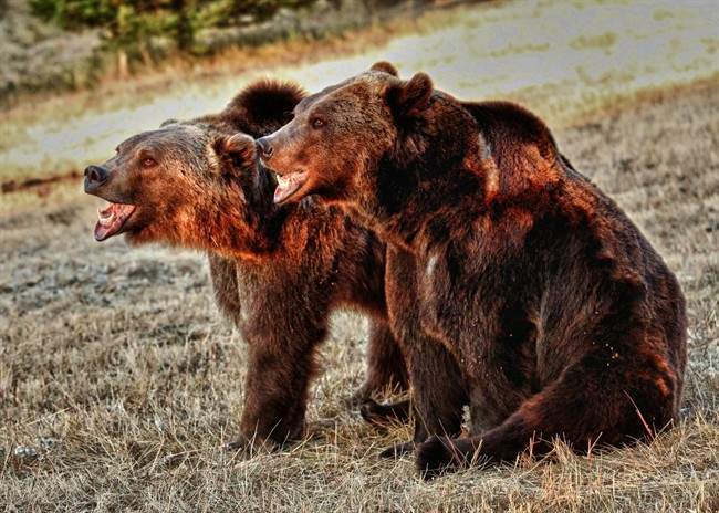An Alaska man suffered serious but non-life-threatening injuries after being mauled by a brown bear on Tuesday.