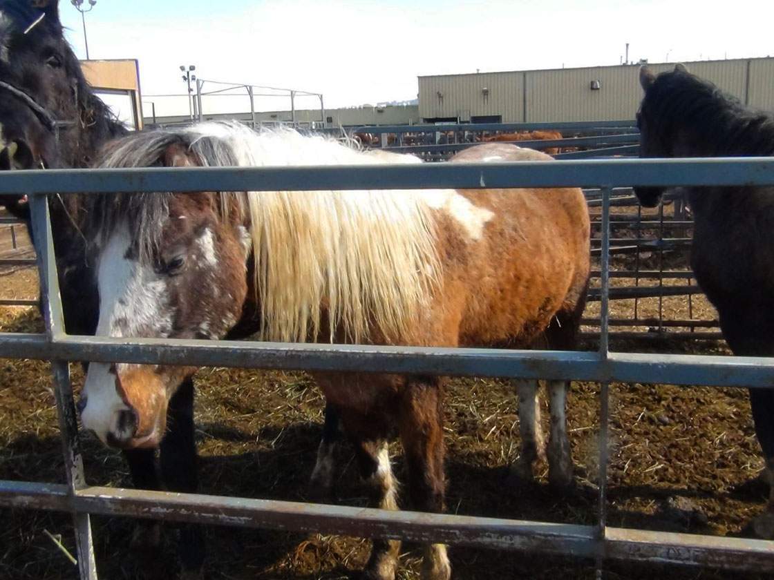 Saskatchewan SPCA is looking for temporary homes for an assortment of animals, including 25 horses.