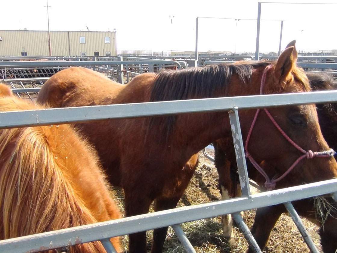 Saskatchewan SPCA is looking for temporary homes for an assortment of animals, including 25 horses.