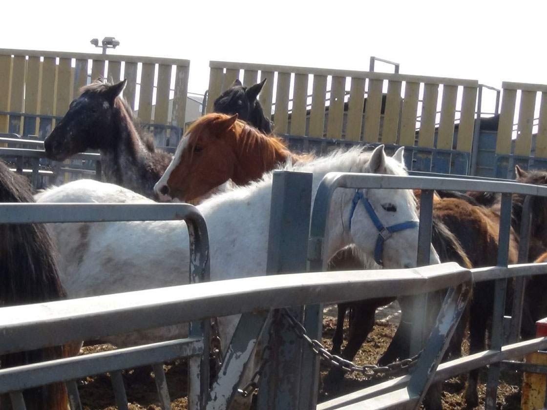 Saskatchewan SPCA is looking for temporary homes for an assortment of animals, including 25 horses.