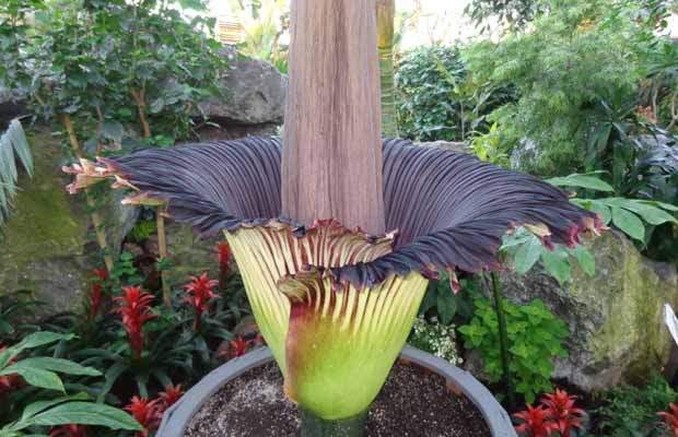 Stinky flower blooms at Muttart - image