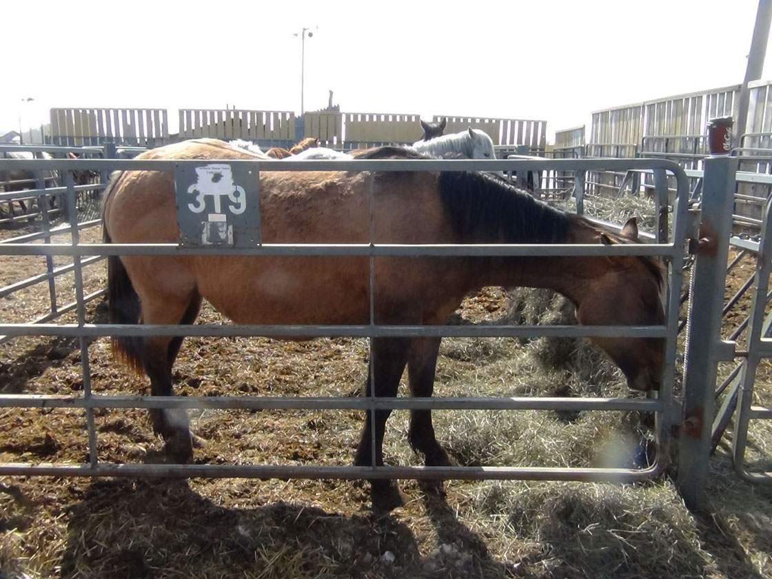 Saskatchewan SPCA is looking for temporary homes for an assortment of animals, including 25 horses.