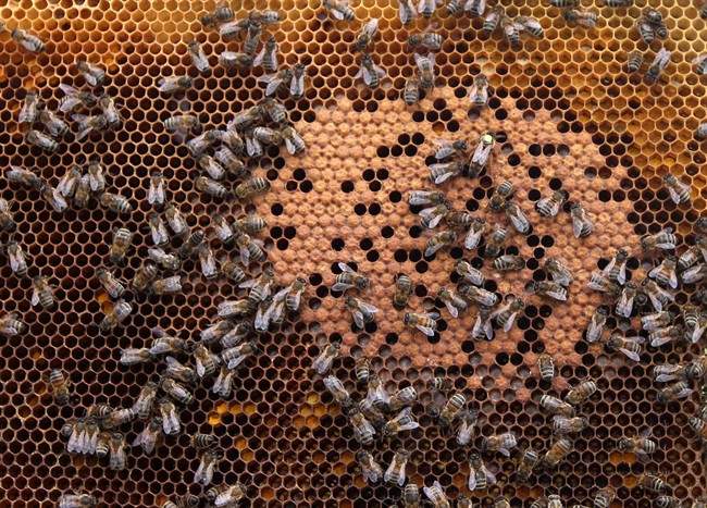 A survey of almost 900 Ontario beekeepers indicated that 70 per cent suffered unsustainable losses.