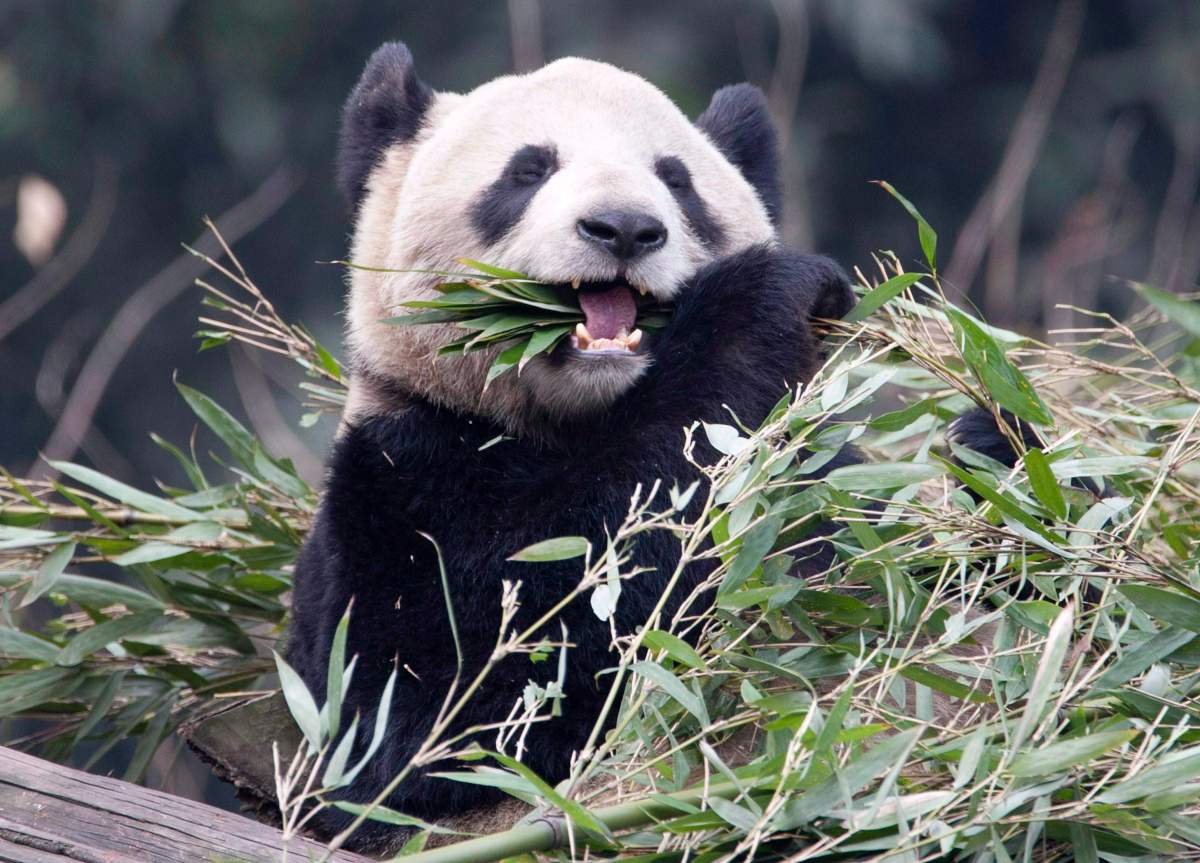 Female panda Er Shun eats bamboo at the Panda House at the Chongqing Zoo in Chongqing, China Saturday February 11, 2012.