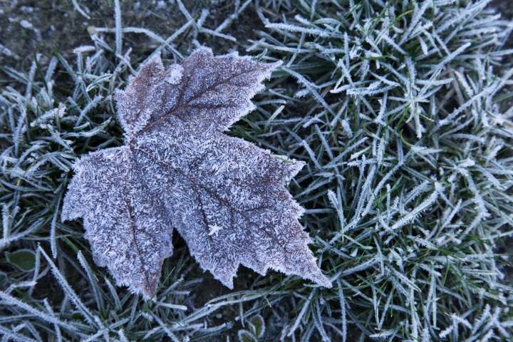 A frosty leaf in grass.