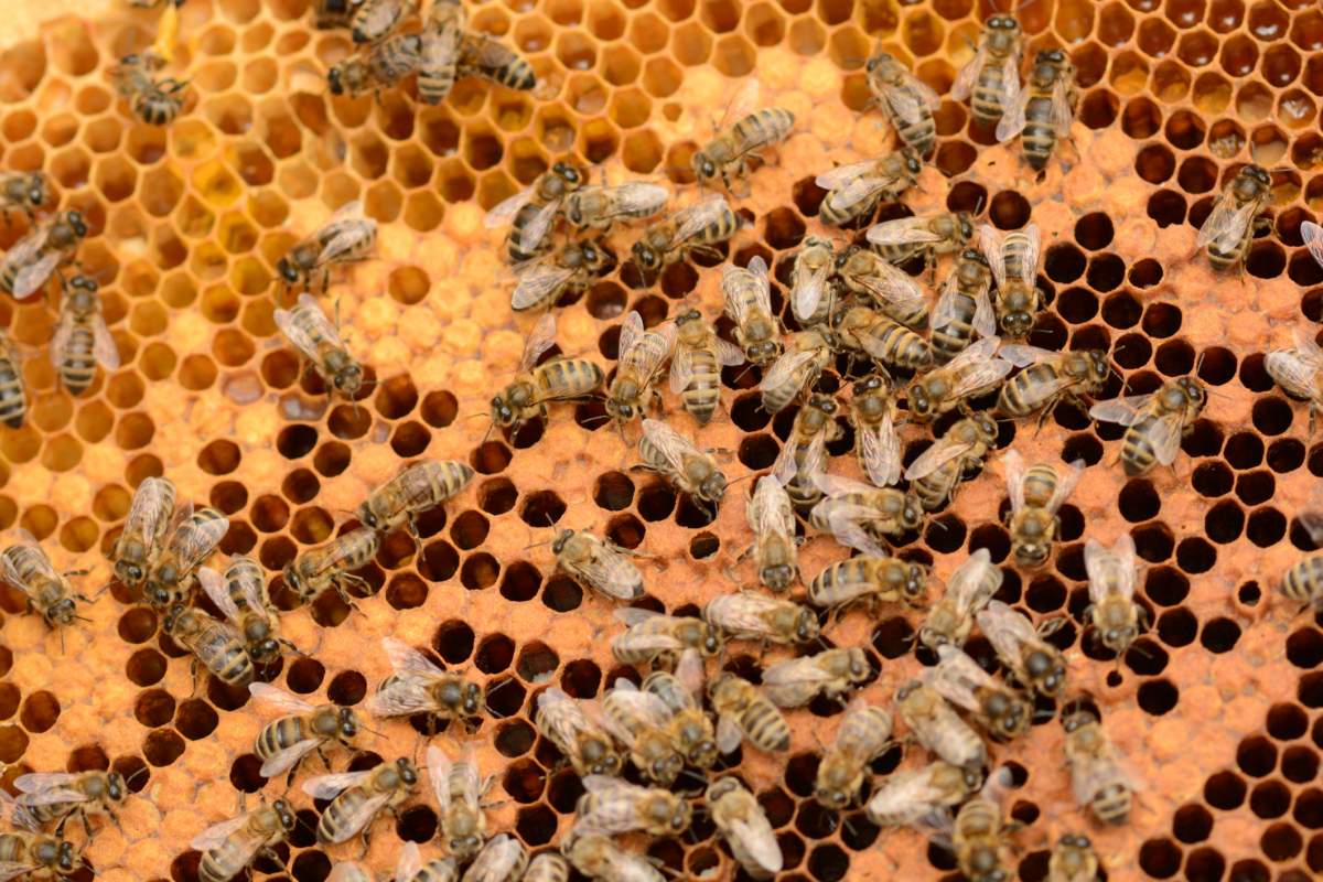 Thieves suspected in Lindsay, Ont., beehive heist - image