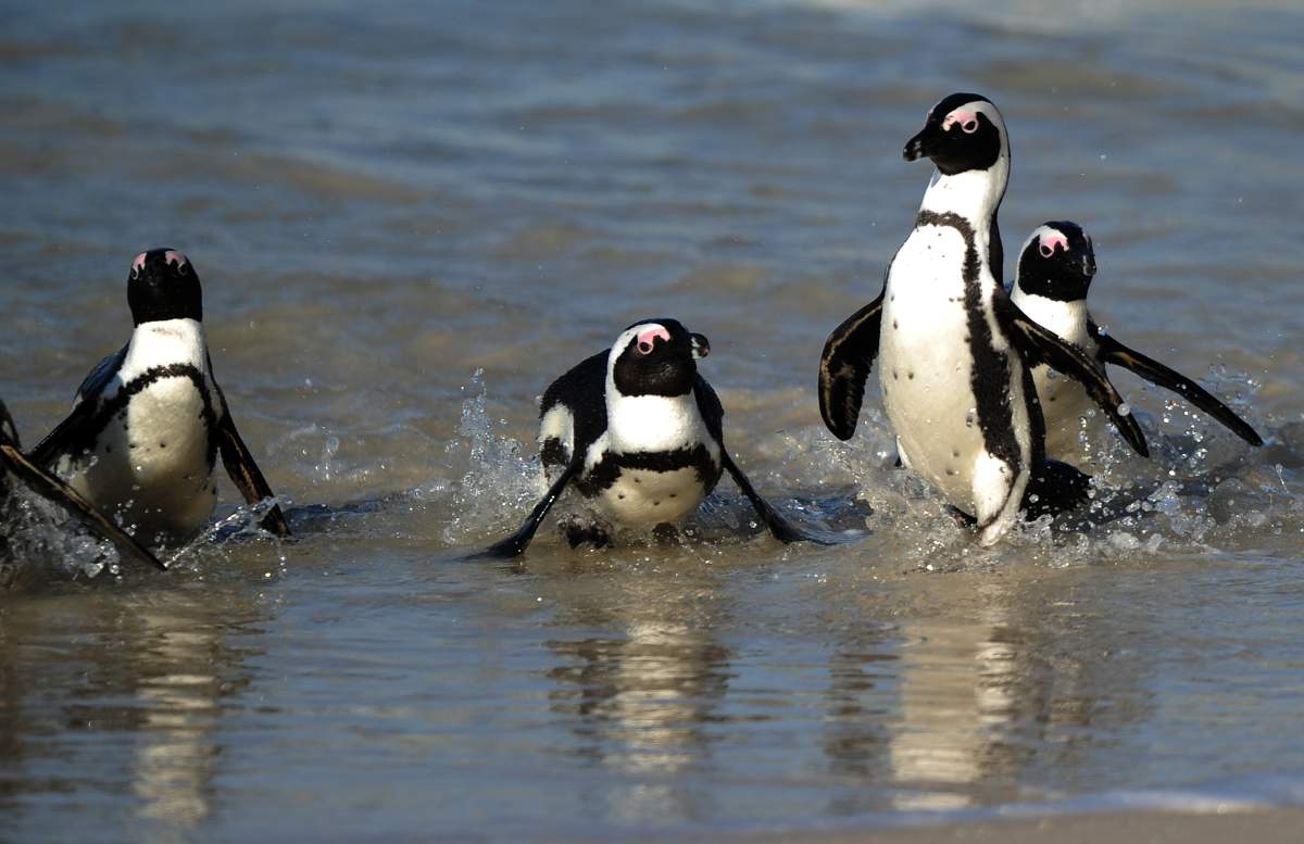 African black-footed penguin