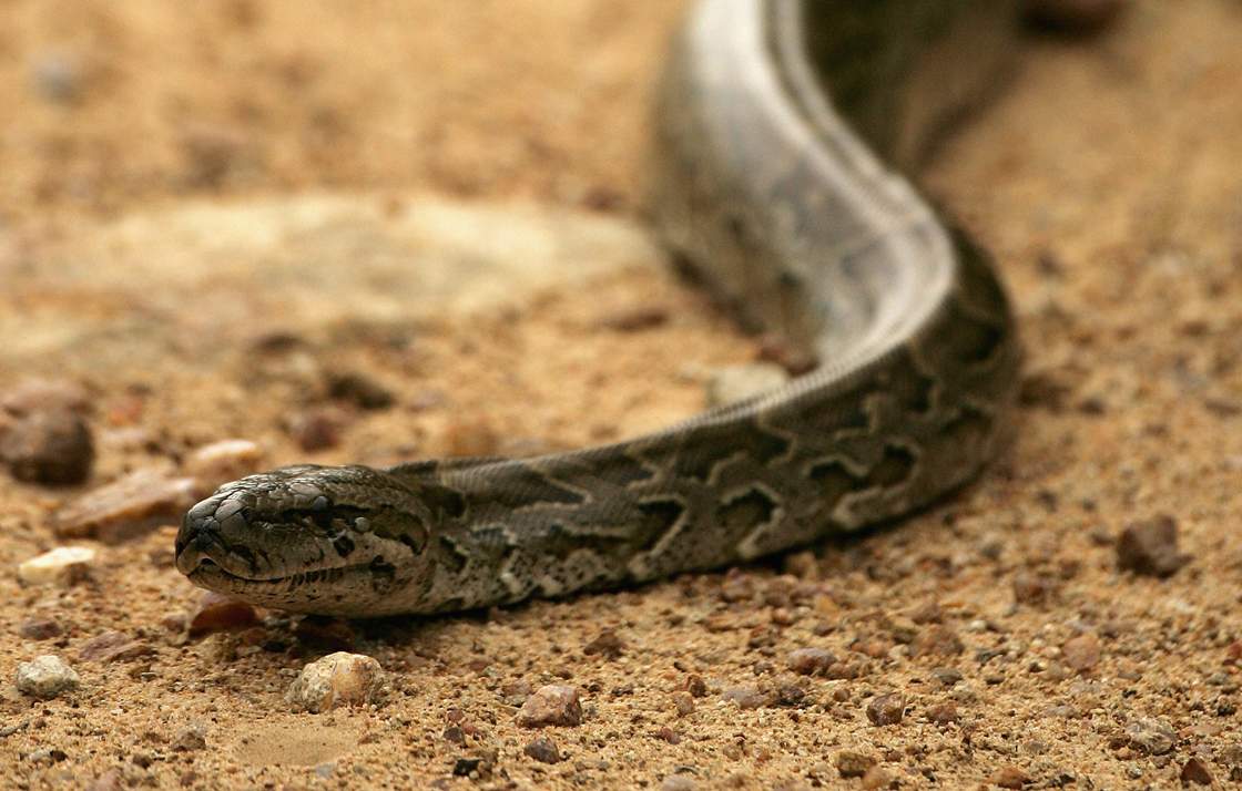 File photo of a python.