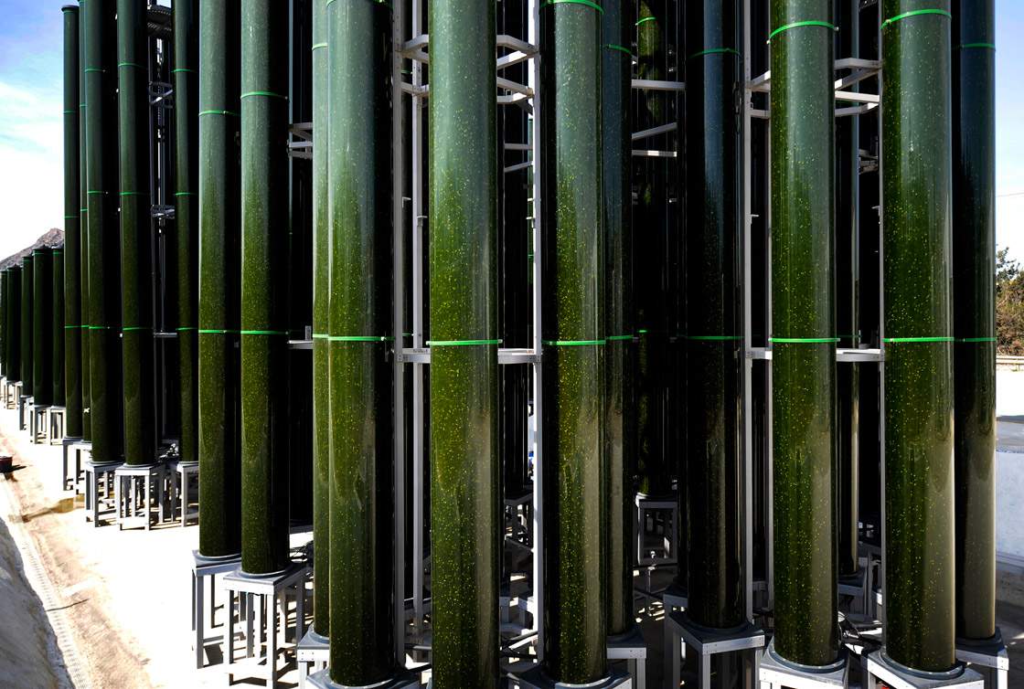 The federal government is teaming up with two Canadian companies in a pilot project that would use algae to convert greenhouse gas emissions from the oilsands into biofuels.
