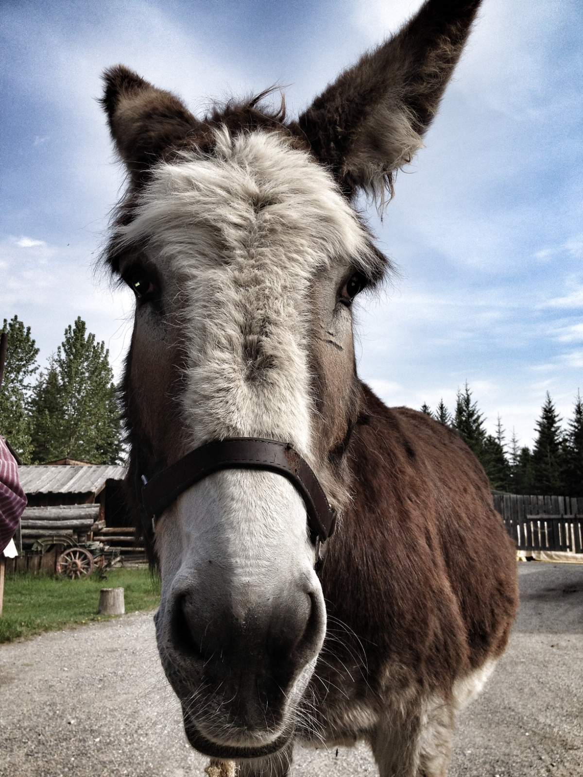 FILE -- A farmer in southern Egypt has been arrested after putting the military chief's name and an army-style cap on his donkey while riding it through town.