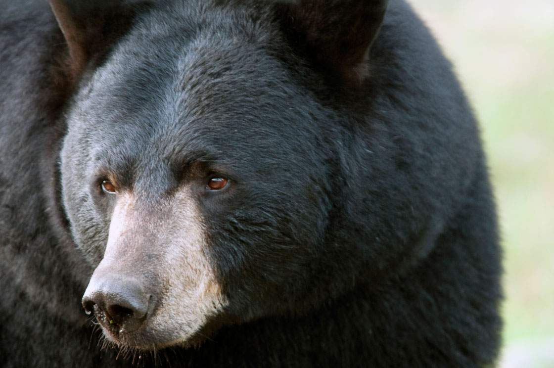 A black bear was spotted in Prince Albert over the weekend and destroyed by police.