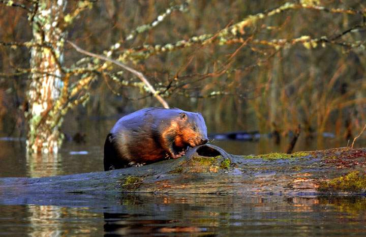 An orphaned baby beaver has been moved from Manitoba to an Ontario rehabilitation sanctuary.