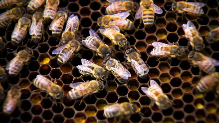 Provincial government proclaims the 4th annual Day of the Honeybee on Wednesday.