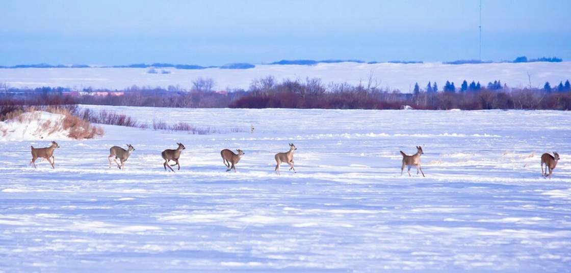Vendors given chance to adjust to new electronic hunting/fishing licensing system in Saskatchewan.