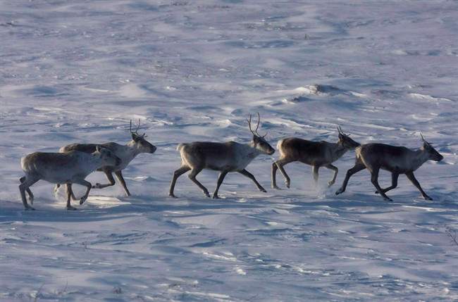 Caribou roam the tundra in the Nunavut on March 25, 2009. Some studies have linked the territory’s high suicide rate with government disruption of traditional Inuit lifestyles decades ago.