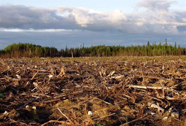 In this undated photo provided by the International Boreal Conservation Campaign, the forest is seen after being clear cut in the southern regions of Quebec's Boreal Forest. THE CANADIAN PRESS/AP,HO Matt Medler.