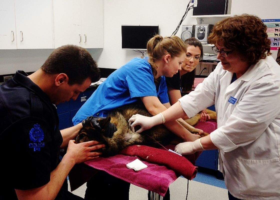 A dog from the EPS Canine Unit donates blood at NAIT Friday, May 10, 2013.