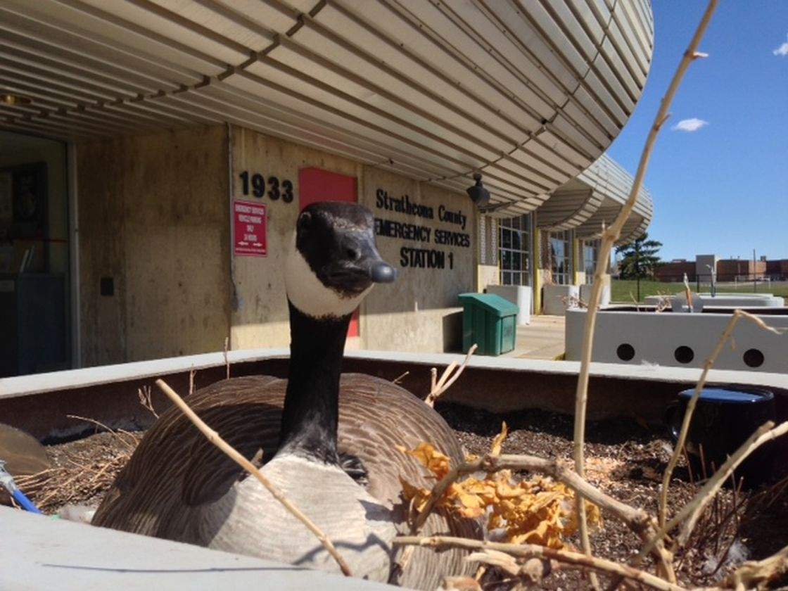 Burnice the goose.