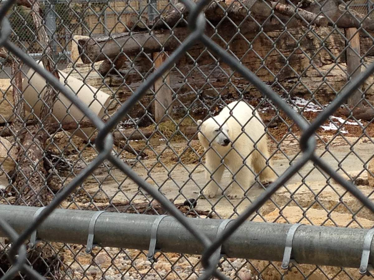 Hudson the Polar Bear at Winnipeg’s Assiniboine Park Zoo on May 1, 2013