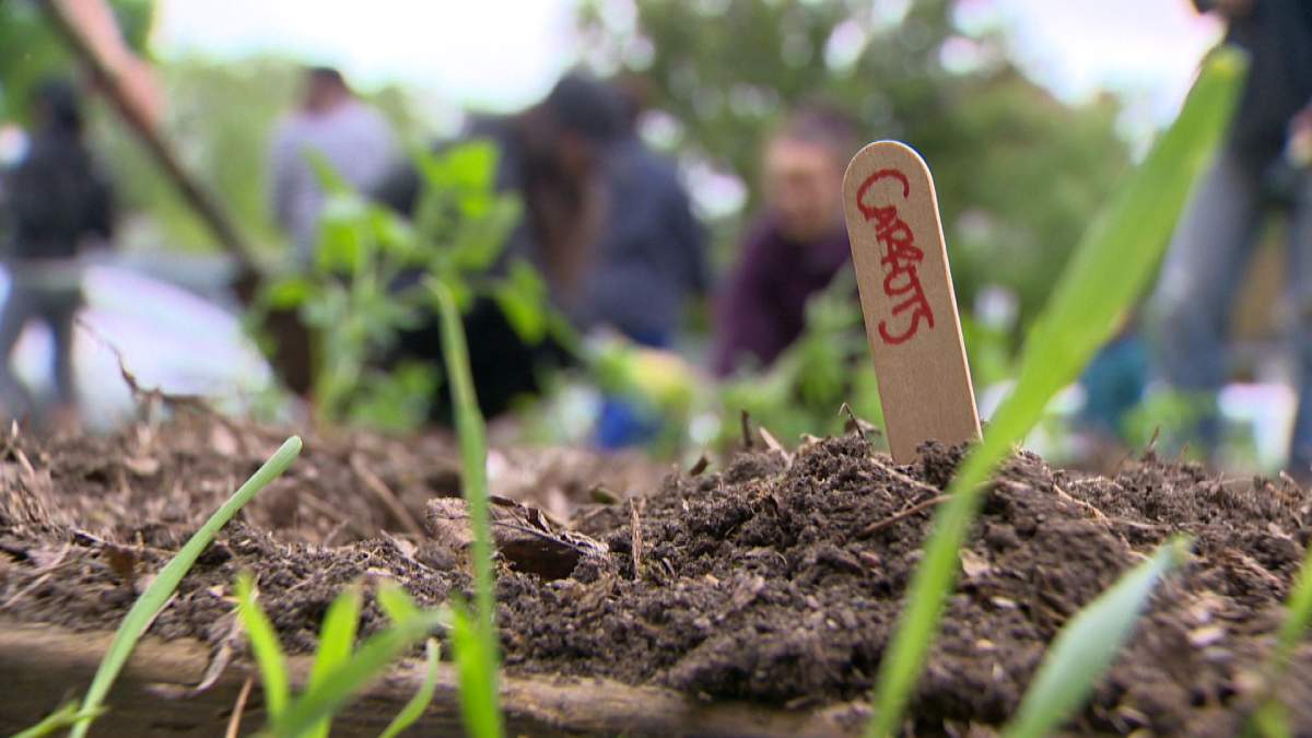 Community gardens are a part of the Canadian landscape.