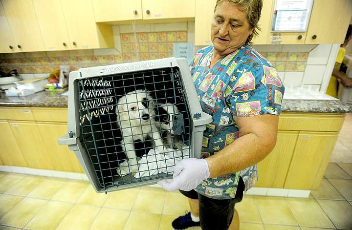 Gallery: Animals displaced from Oklahoma tornadoes rescued - image