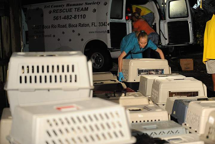 Gallery: Animals displaced from Oklahoma tornadoes rescued - image
