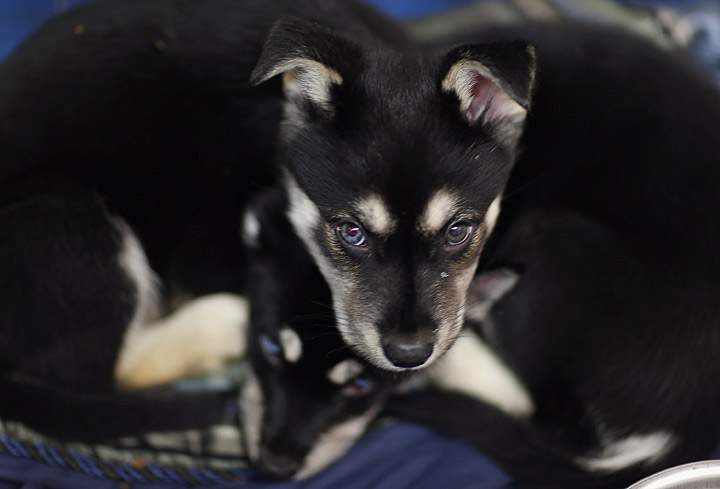 Gallery: Animals displaced from Oklahoma tornadoes rescued - image