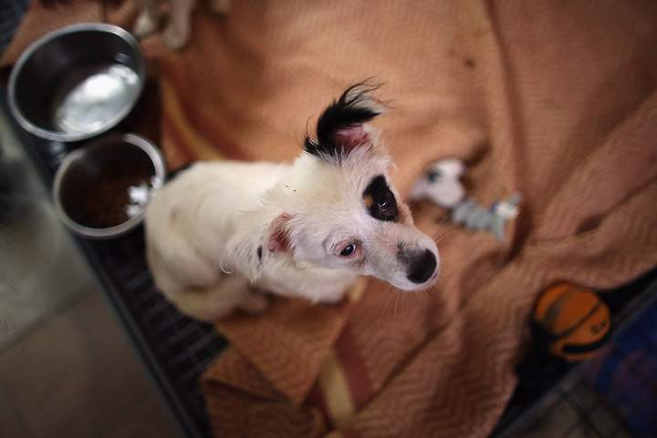 Gallery: Animals displaced from Oklahoma tornadoes rescued - image