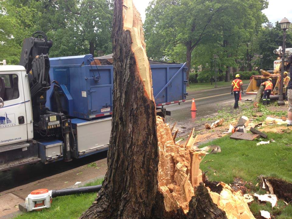 Crews work to clear downed trees on Main Street south of Queen in Brampton. Environment Canada is investigating.