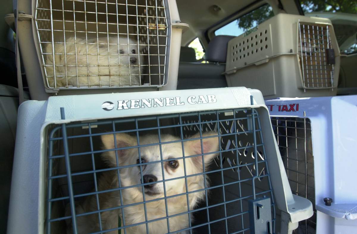 The SPA-Canada is furious that Le Berger Blanc has made a bit to manage an Angrignon shelter.
