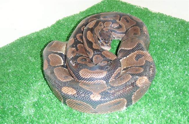 Pythons found Brantford motel
