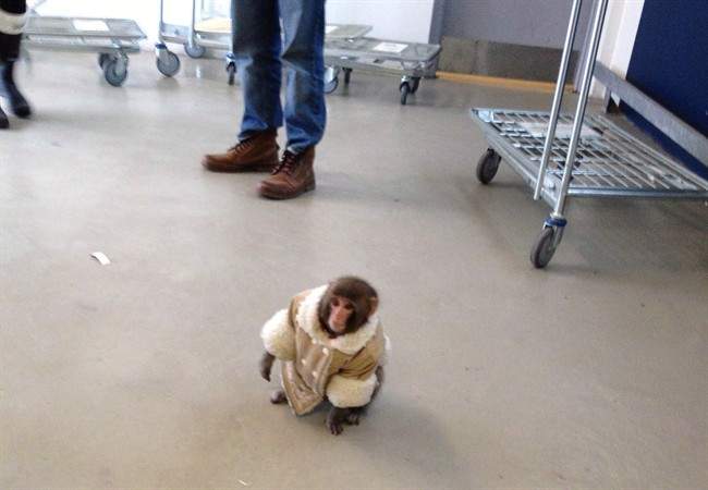 A small monkey wearing a winter coat and a diaper apparently looks for its owners at an IKEA in Toronto on Sunday Dec. 9, 2012. THE CANADIAN PRESS/HO, Bronwyn Page.