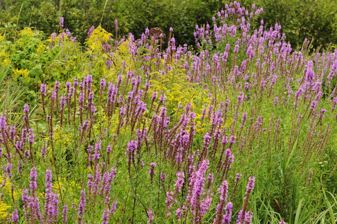 Purple loosestrife is another invasive species that has spread across Ontario and into Manitoba (Photo by Don Johnston/Getty Images)