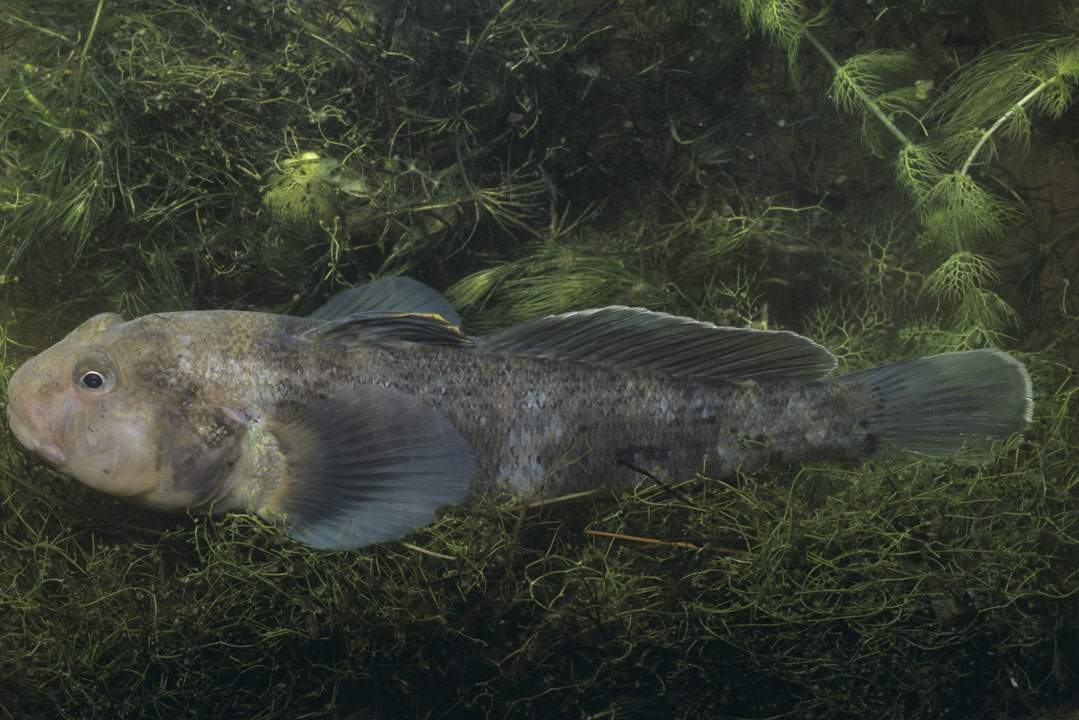 The round goby is threatening aquatic life in Canada’s lakes (Photo by Gary Meszaros/Getty Images)