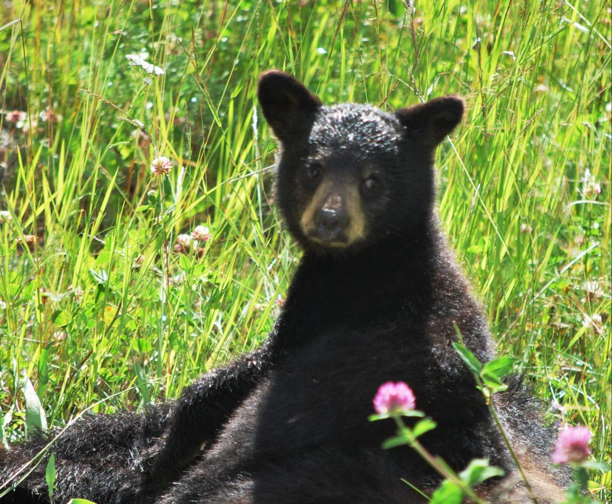 A black bear cub is seen in this file photo.