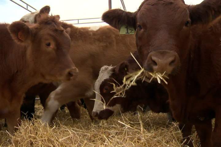 CFIA stops investigating anthrax infected farms - image