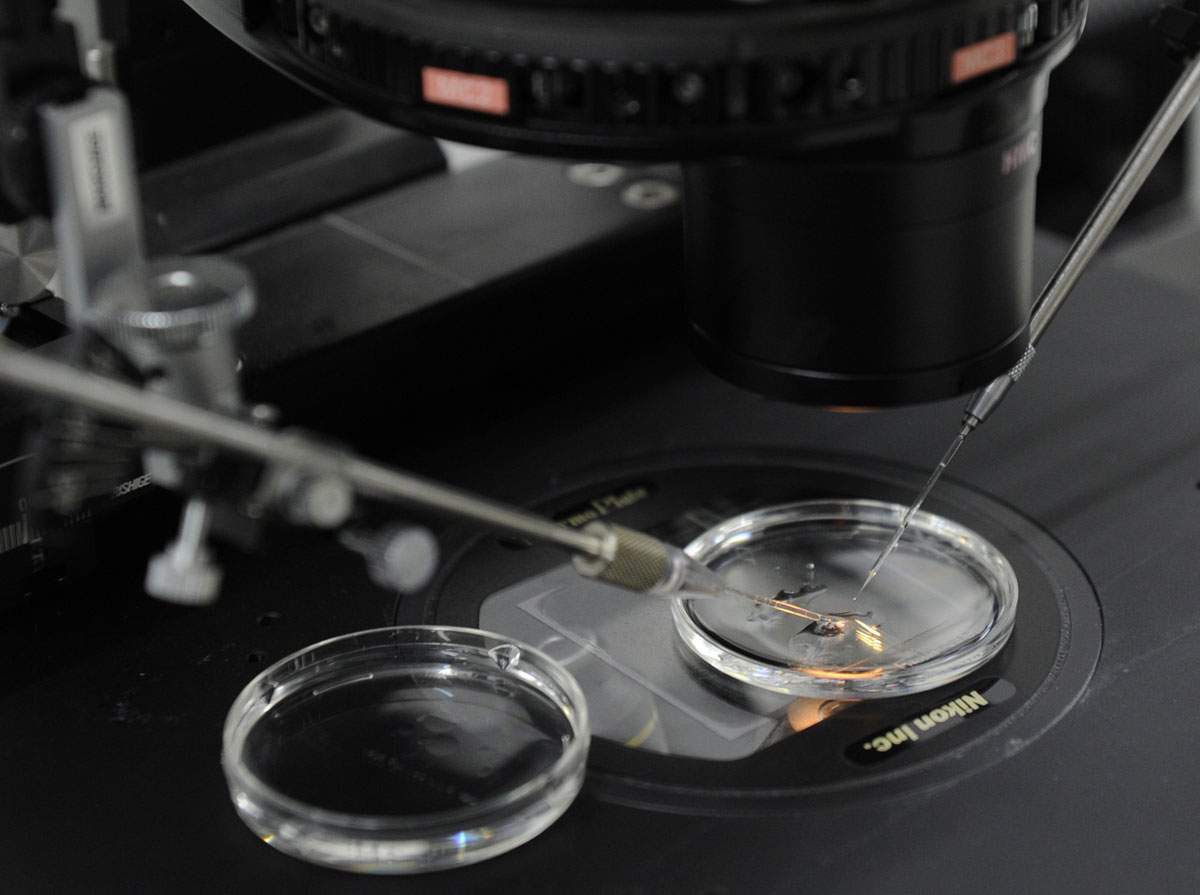 The new techniques help women with faulty mitochondria, the energy source in a cell, from passing on to their babies defects that can result in such diseases as muscular dystrophy, epilepsy, heart problems and mental retardation. About one in 200 children is born every year in Britain with a mitochondrial disorder.
