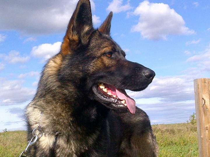 Suspect charged after fight with Prince Albert police dog, Jagger, called in after a short vehicle pursuit.