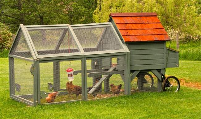 A proposal to allow for ownership of hens within Ward's 1,2 and 3 has been defeated by Hamilton City Council.